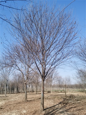 櫸樹(shù)